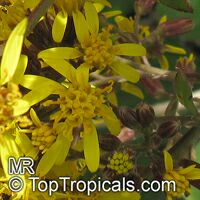 Roldana petasitis, Senecio petasitis, Velvet Groundsel, California Geranium

Click to see full-size image