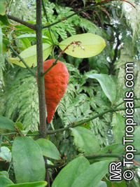 Salacia lehmbachii, Salacia

Click to see full-size image