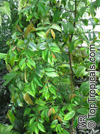 Salacia lehmbachii, Salacia

Click to see full-size image