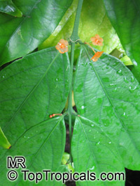 Salacia lehmbachii, Salacia

Click to see full-size image