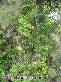 Senecio angulatus, Creeping Groundsel

Click to see full-size image