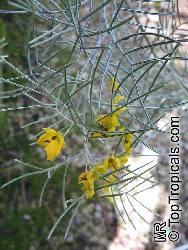 Senna artemisioides subsp. artemisioides, Dense senna, Grey Desert Senna
