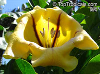 Solandra maxima, Solandra hartwegii, Solandra selerae, Butter Cup, Gold Cup, Chalice Vine, Cup-of-Gold, Trumpet Plant

Click to see full-size image
