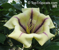 Solandra maxima - Variegated Butter Cup

Click to see full-size image