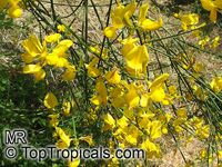 Spartium junceum, Spanish broom

Click to see full-size image