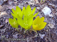 Sternbergia clusiana, Sternbergia, Autumn Crocus, Autumn Daffodil

Click to see full-size image