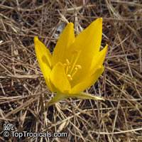 Sternbergia clusiana, Sternbergia, Autumn Crocus, Autumn Daffodil

Click to see full-size image