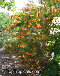 Tecoma alata, Tecoma elat, aTecoma guarume, Orange Trumpet Flower, Cahuato, Orange Bells, Yellow Bells. Tecoma x Orange Jubilee