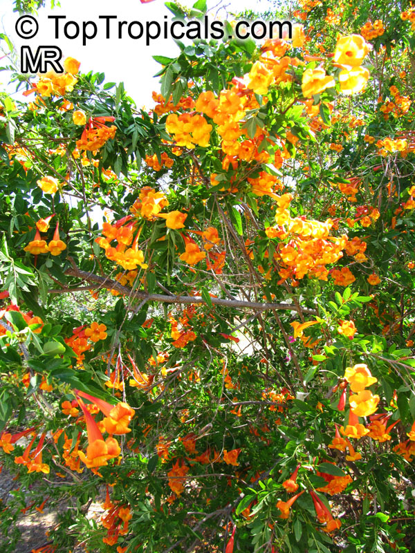 Tecoma alata, Tecoma guarume, Orange Trumpet Flower, Cahuato, Orange Bells, Yellow Bells