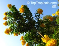 Tecoma stans, Bignonia stans, Yellow Elder, Yellow Bells

Click to see full-size image