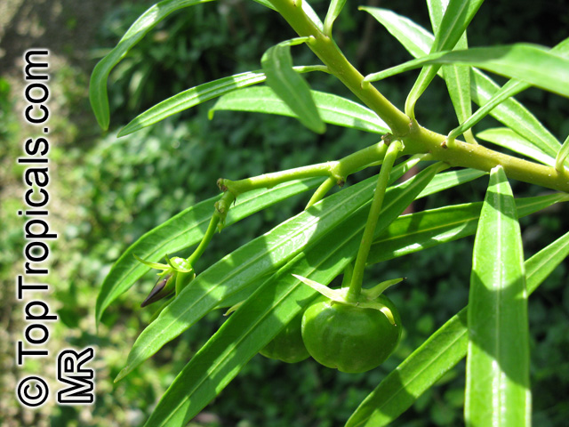 Thevetia nereifolia, Thevetia peruviana, Cascabela thevetia, Yellow Oleander, Still Tree, Lucky Nut