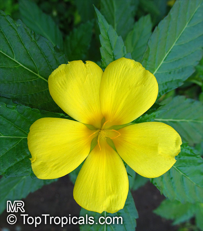 Turnera ulmifolia Sundrop 