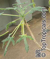 Uncarina decaryi, Uncarina