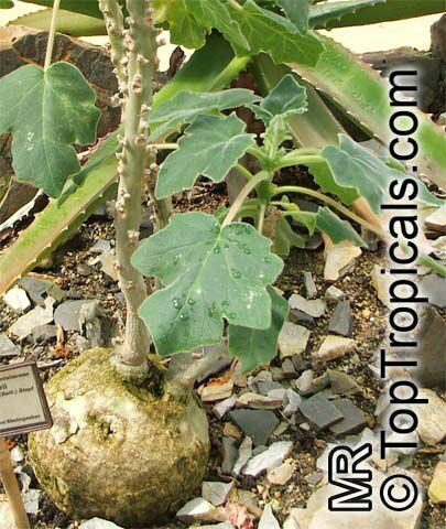 Uncarina grandidieri, Harpagophytum grandidieri, Mouse trap tree, Succulent Sesame