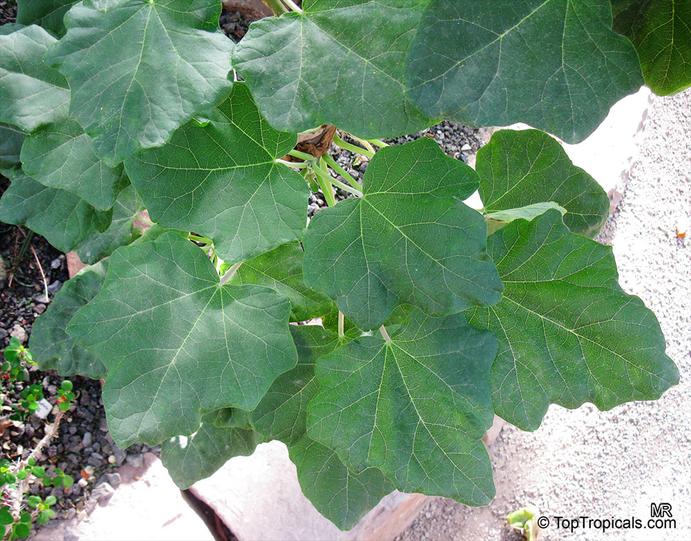 Uncarina peltata, Harpagophytum peltatum, Uncarina