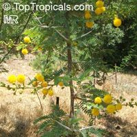 Vachellia karroo, Acacia karroo, Sweet Thorn

Click to see full-size image