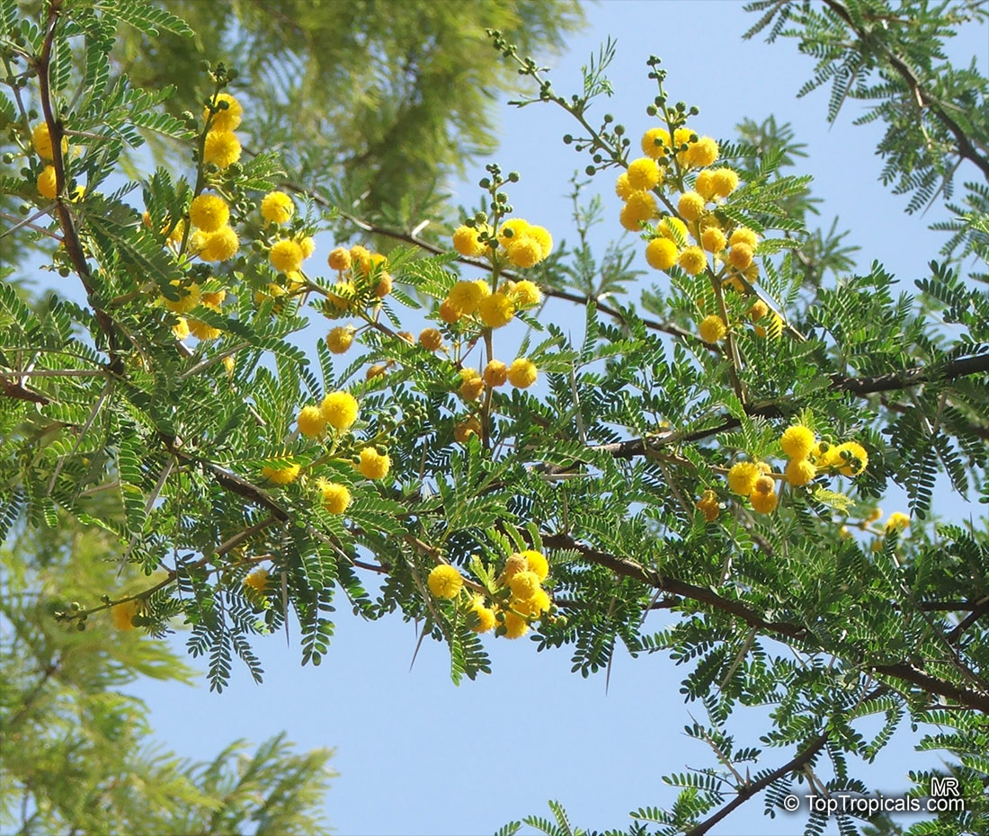 Vachellia karroo, Acacia karroo, Sweet Thorn