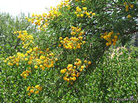 Vachellia karroo, Acacia karroo, Sweet Thorn

Click to see full-size image