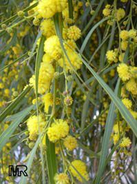 Acacia saligna, Golden Wattle, Long-leaved Wattle, Long-leaved Acacia, Sallow Wattle, Coast Wattle, Golden Rods

Click to see full-size image
