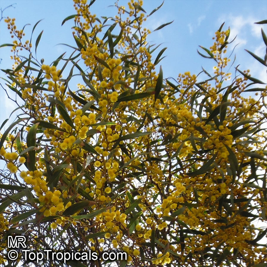 Acacia saligna, Golden Wattle, Long-leaved Wattle, Long-leaved Acacia, Sallow Wattle, Coast Wattle, Golden Rods