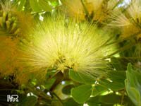 Albizia lebbeck, Mimosa lebbeck, Womans tongue, Siris-tree, Rain tree, East Indian walnut, Kokko, Soros-tree, Raom tree

Click to see full-size image