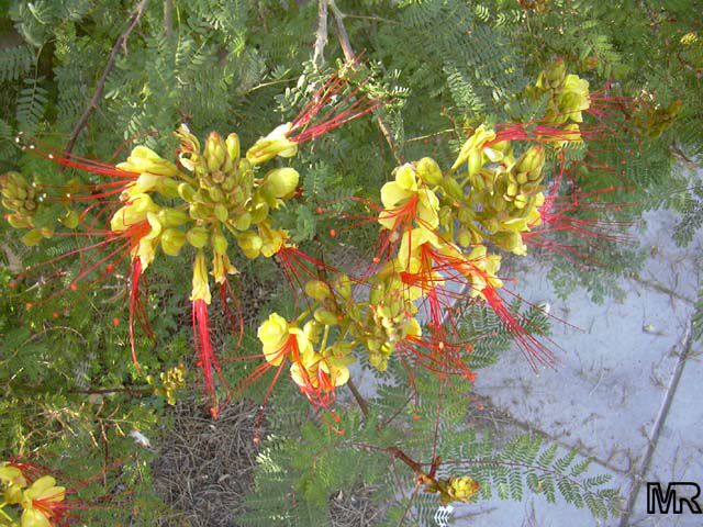 Erythrostemon gilliesii, Caesalpinia gillesii, Poinciana gilliesii, Yellow Bird of Paradise, Yellow dwarf poinciana, Bird of Paradise Bush, Desert Bird of Paradise