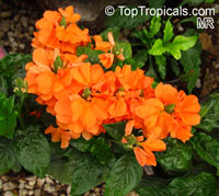 Crossandra infundibuliformis, Crossandra undulifolia Orange, Tropic Flame

Click to see full-size image