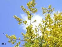 Koelreuteria paniculata, Golden Rain Tree, Varnish tree, Chinese Flame

Click to see full-size image