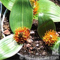 Neobakeria angustifolia, Massonia angustifolia, Daubenya marginata, Massonia

Click to see full-size image