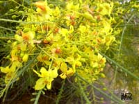 Parkinsonia aculeata, Jerusalem Thorn

Click to see full-size image