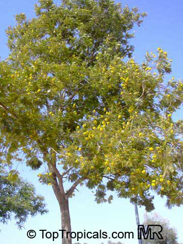 Peltophorum africanum, African Wattle, Weeping Wattle