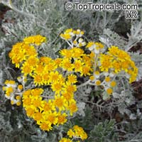 Senecio cineraria, Cineraria maritima, Jacobaea maritima, Dusty Miller, Silver Ragwort

Click to see full-size image