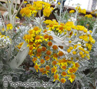 Senecio cineraria, Cineraria maritima, Jacobaea maritima, Dusty Miller, Silver Ragwort

Click to see full-size image