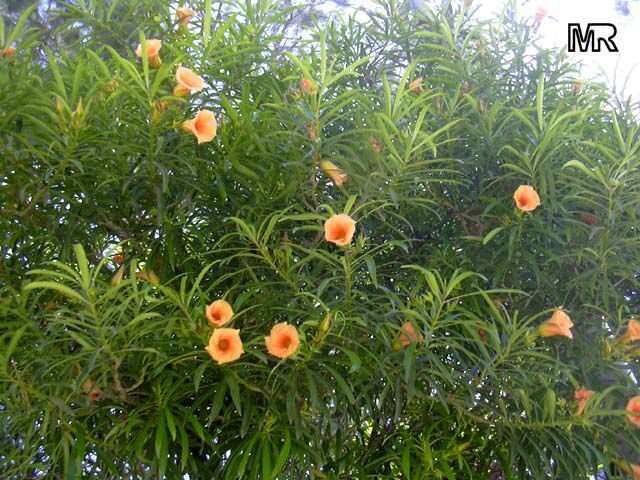 Thevetia nereifolia, Thevetia peruviana, Cascabela thevetia, Still Tree, Yellow Oleander, Lucky Nut