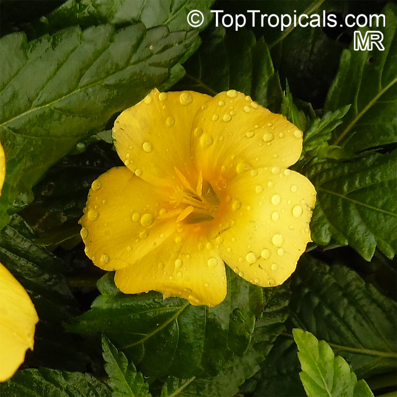 Turnera ulmifolia Sundrop 