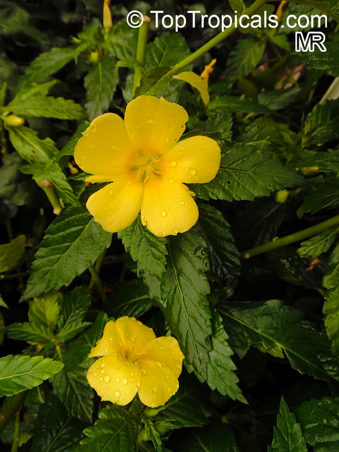 Turnera ulmifolia, Turnera angustifolia, Turnera diffusa , Yellow Alder, Sundrops, Damiana