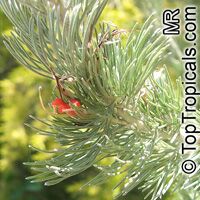 Adenanthos sericeus, Coastal Woolly Bush

Click to see full-size image