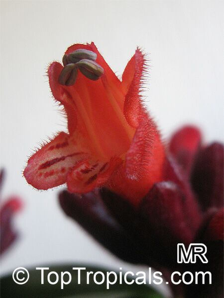 Aeschynanthus radicans, Lipstick Plant