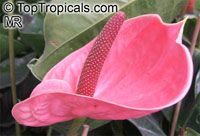 Anthurium sp., Tail Flower

Click to see full-size image