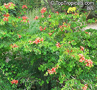 Bauhinia galpinii, Bauhinia punctata, Pride of De Kaap, Nasturtium Bauhinia

Click to see full-size image