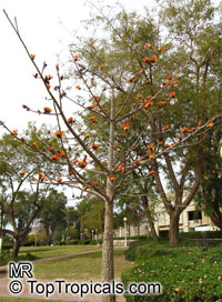 Bombax ceiba, Salmalia malabarica, Bombax malabaricum, Kapok tree, Silk Cotton Tree

Click to see full-size image