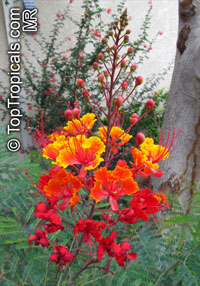 Caesalpinia pulcherrima (Цезальпиния Прекрасна) - растение