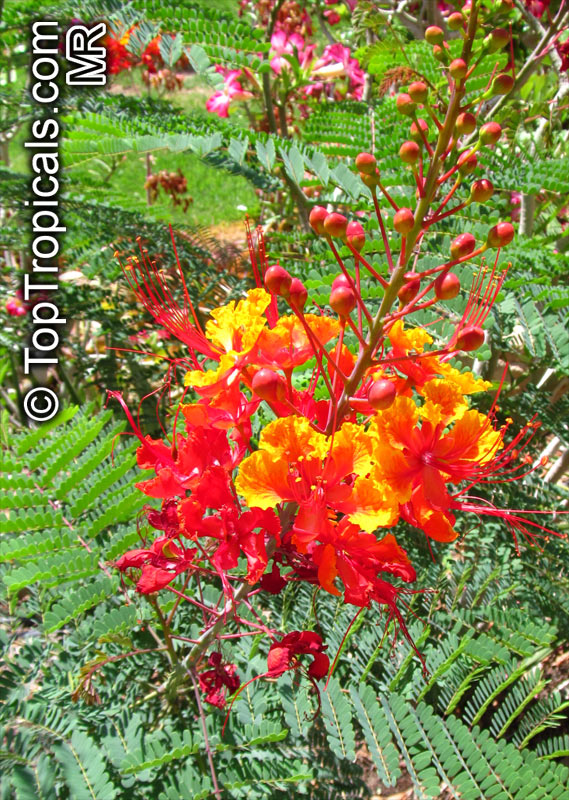Caesalpinia pulcherrima, Peacock Flower, Barbados Pride, Dwarf Poinciana, Barbados Flower-fence, Gold Mohur