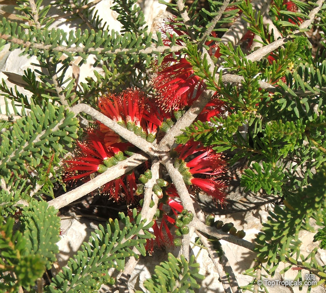 Calothamnus quadrifidus, Common Net Bush, One-sided Bottlebrush