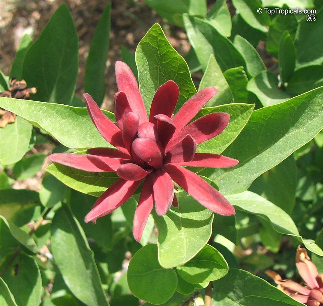Calycanthus floridus, Sweetshrub, Carolina allspice, Strawberry shrub, Pineapple shrub