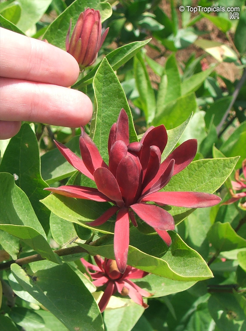 Genuine Spice Shrub Calycanthus floridus Plant 5-10cm Clove Pepper Rarity