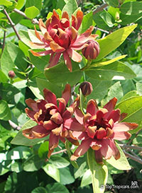 Calycanthus floridus, Sweetshrub, Carolina allspice, Strawberry shrub, Pineapple shrub

Click to see full-size image