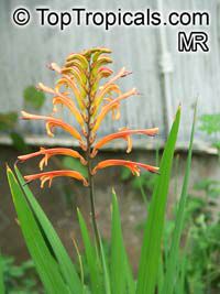 Chasmanthe floribunda, Antholyza floribunda, Pennants, African Cornflag