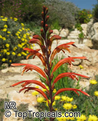 Chasmanthe floribunda, Antholyza floribunda, Pennants, African Cornflag