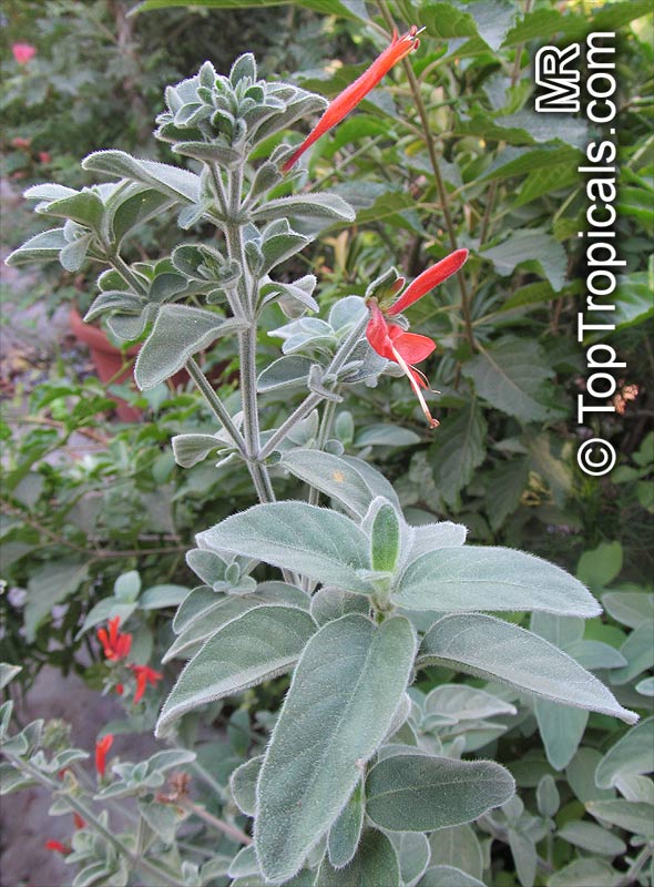 Dicliptera suberecta, Justicia suberecta, Hummingbird Plant, Uruguayan Firecracker Plant